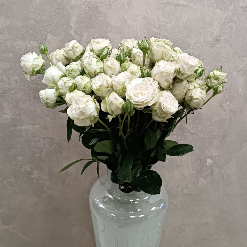 Кустовая роза Вайт Баблс 60см