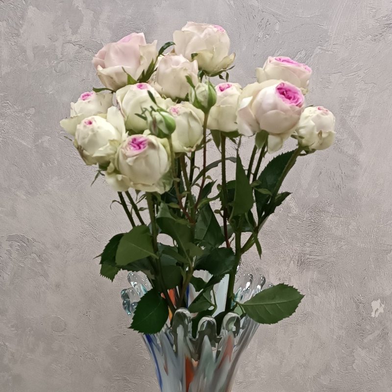Кустовая роза Джелато 60см.