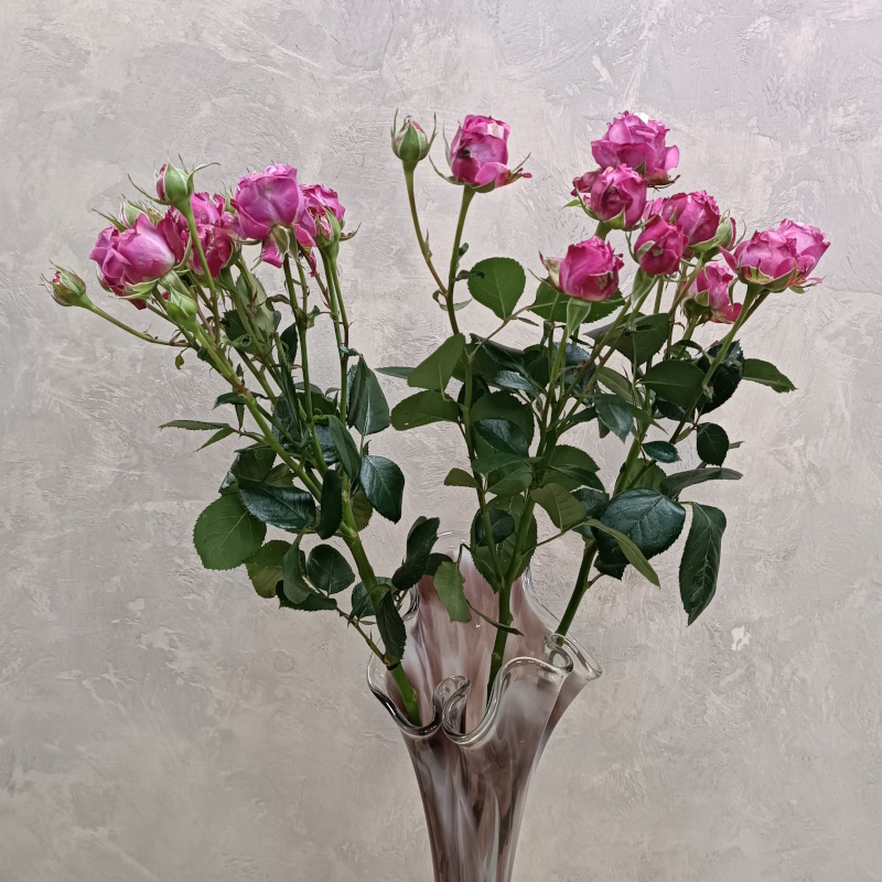 Кустовая роза Леди Бомбасти 60см.