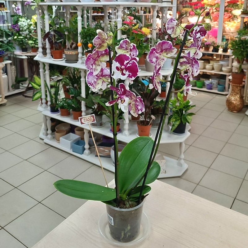 Орхидея двухствольная