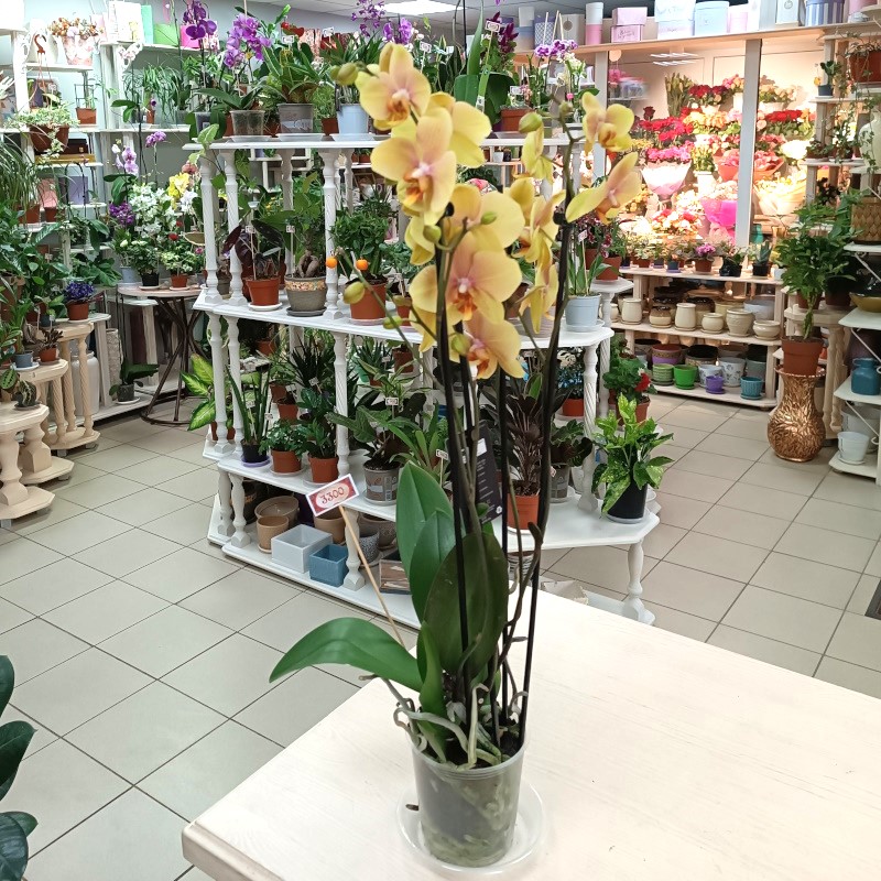 Орхидея трехствольная