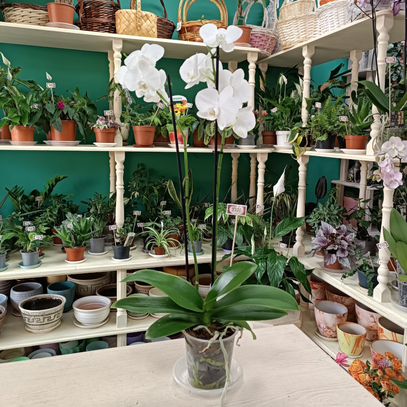 Орхидея белоснежная