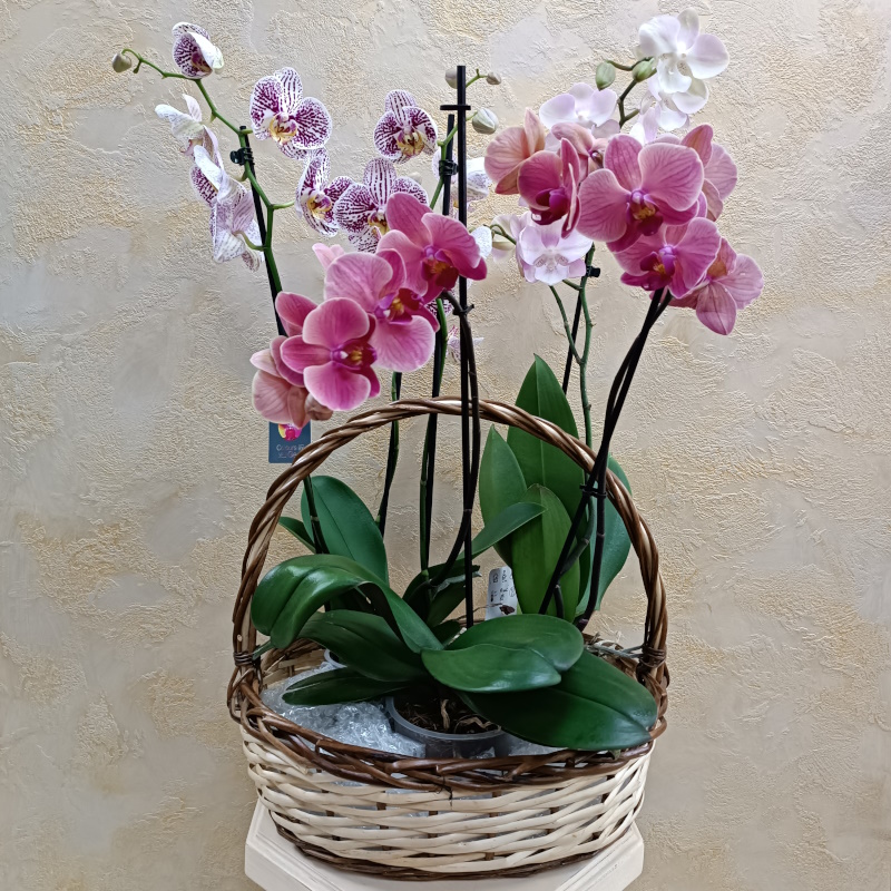 Корзина с орхидеями
