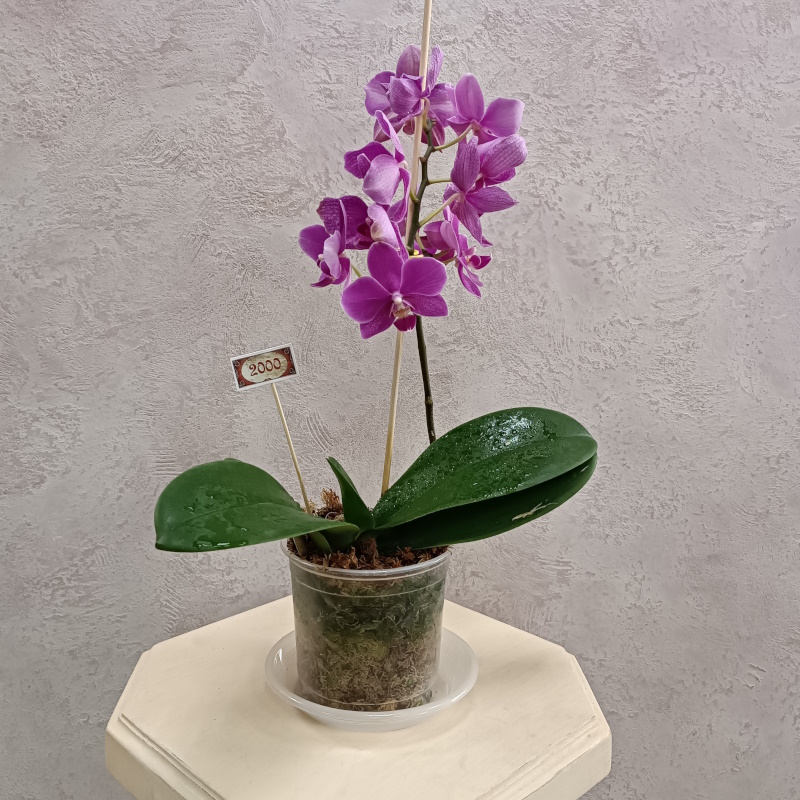 Мини-орхидея