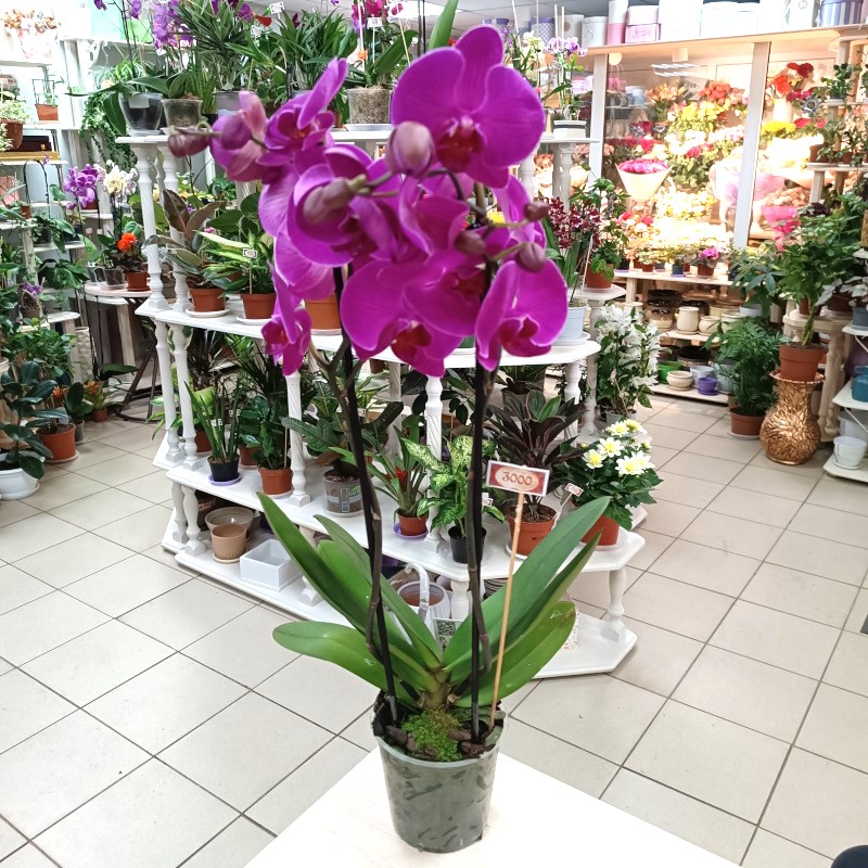 Орхидея двухствольная