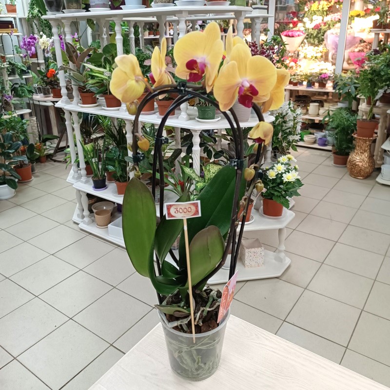 Орхидея каскадная