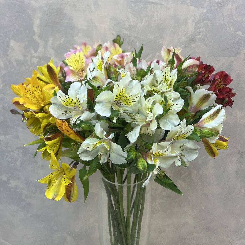 Альстромерия