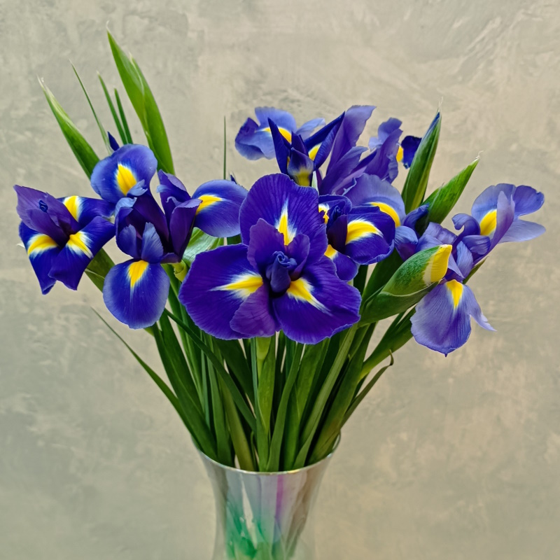 Ирисы синие