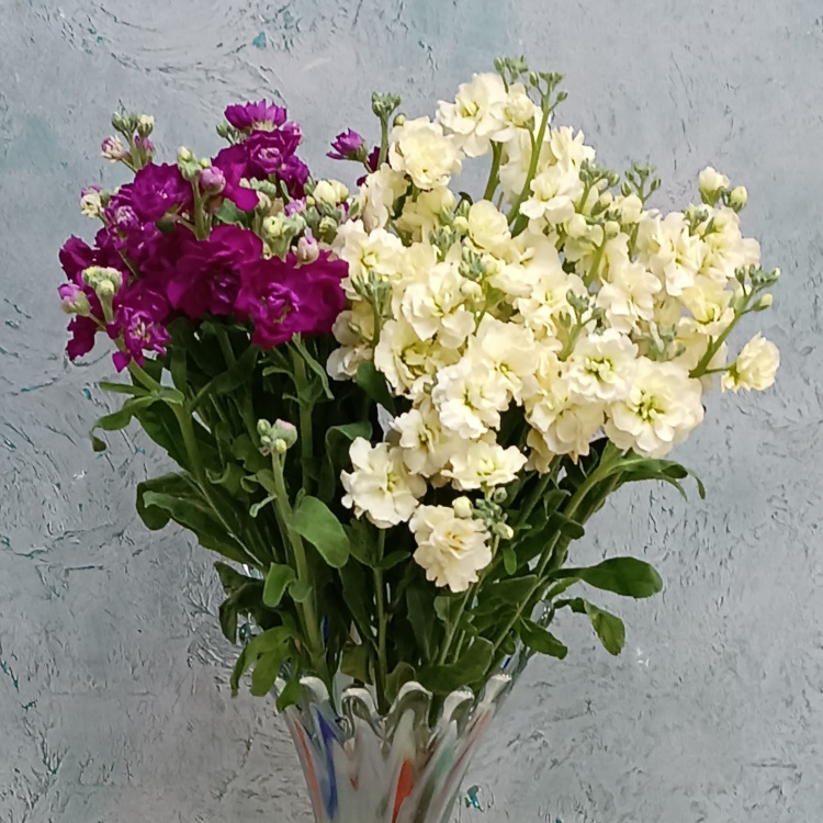 Матиола белая и розовая