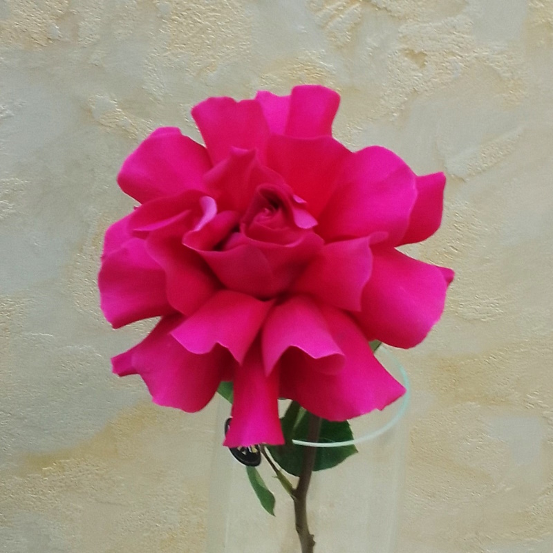 Французкая раскрытая роза Пинк Флоид 70см.