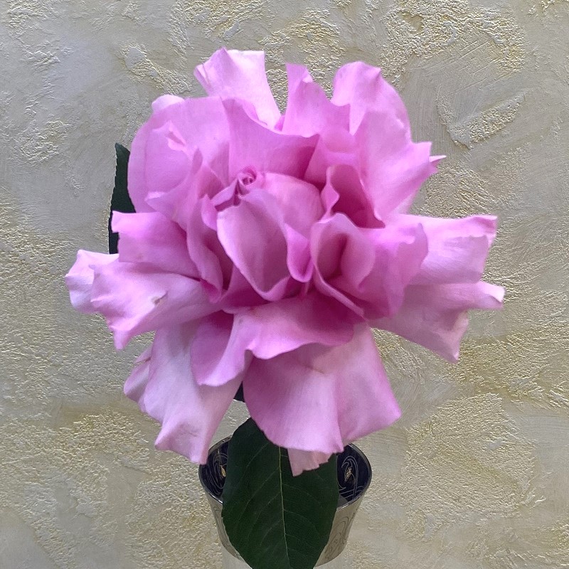 Французкая раскрытая роза Мандала 70см.