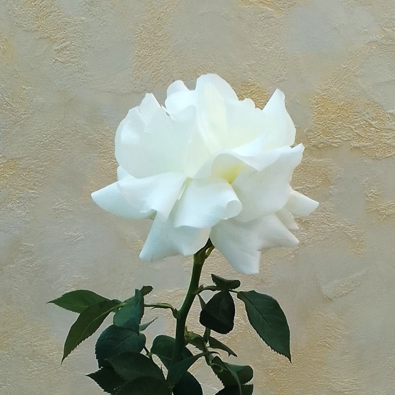 Французкая раскрытая роза Мондиаль 70см.