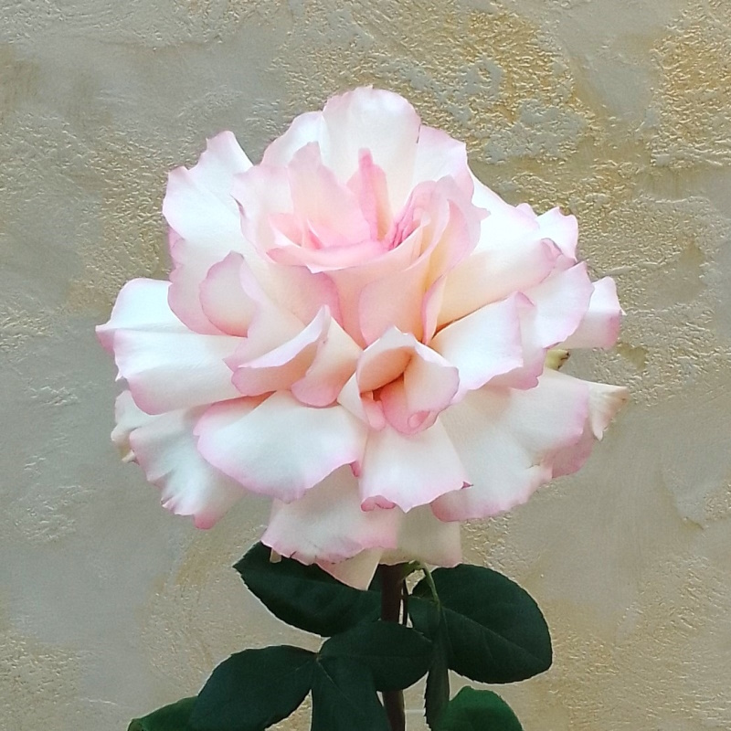 Французкая раскрытая роза Эсперанса 70см