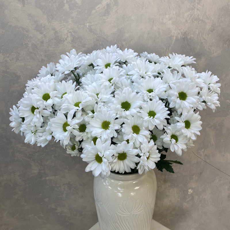 Хризантема кустовая Бакарди чик