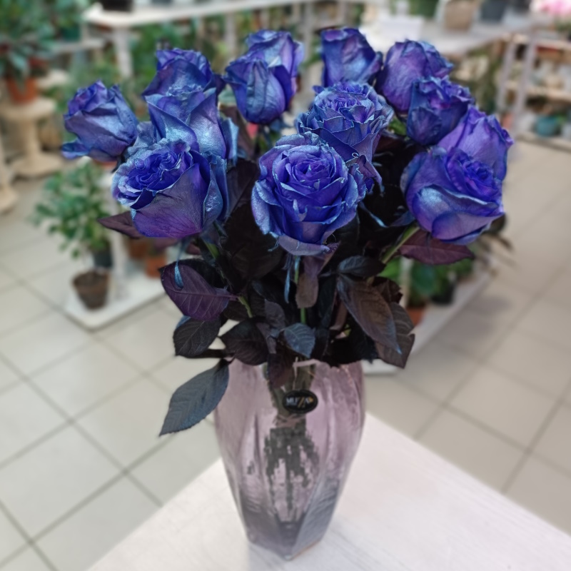 Синяя роза Эквадора "Ариндил"