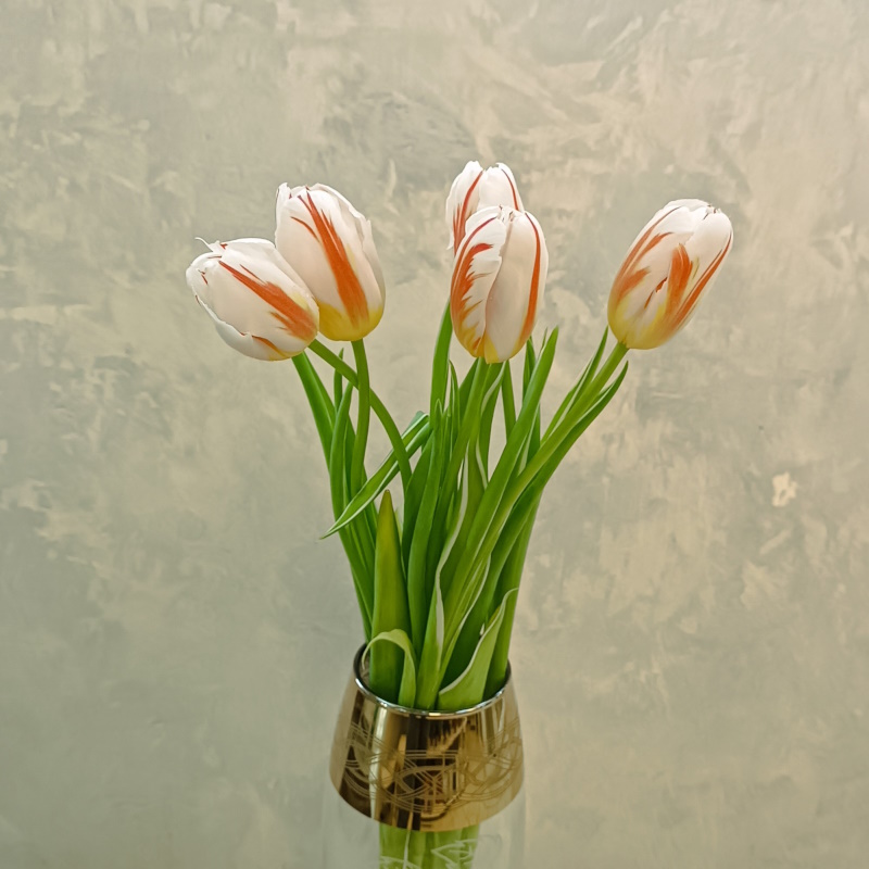 Тюльпаны белые с алыми полосками