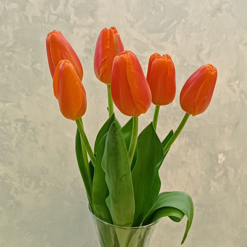 Тюльпаны алые