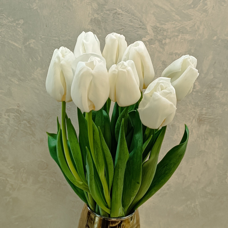 Тюльпаны белые