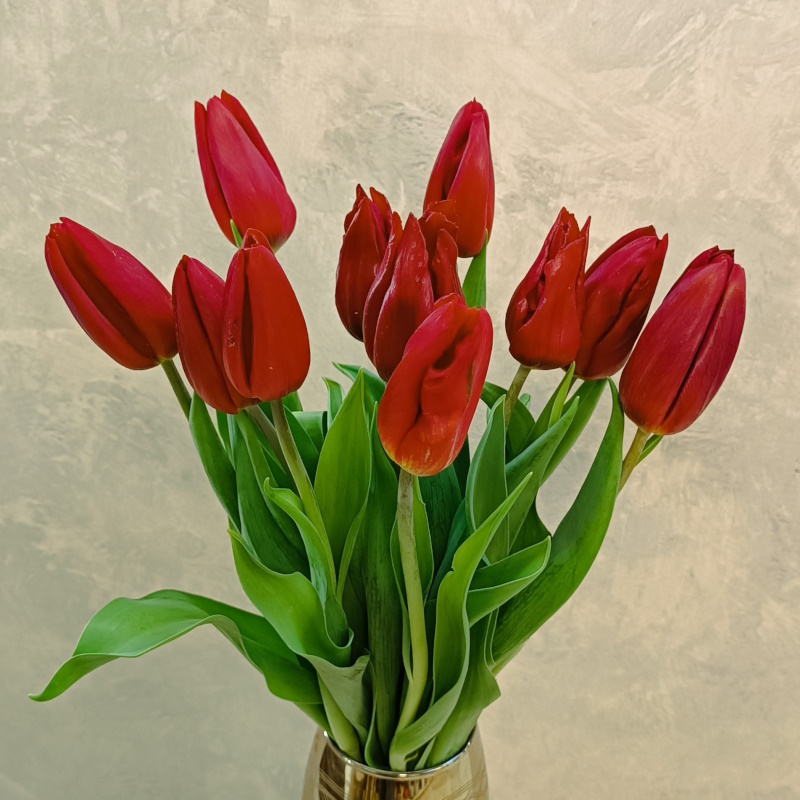 Тюльпаны красные