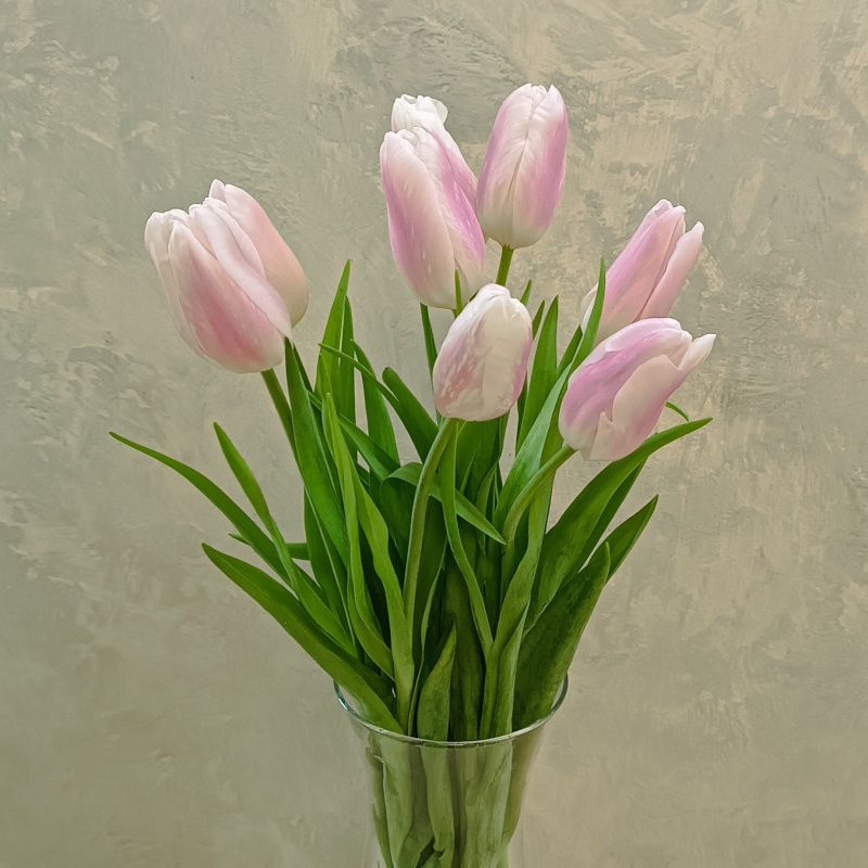 Тюльпаны нежно-розовые
