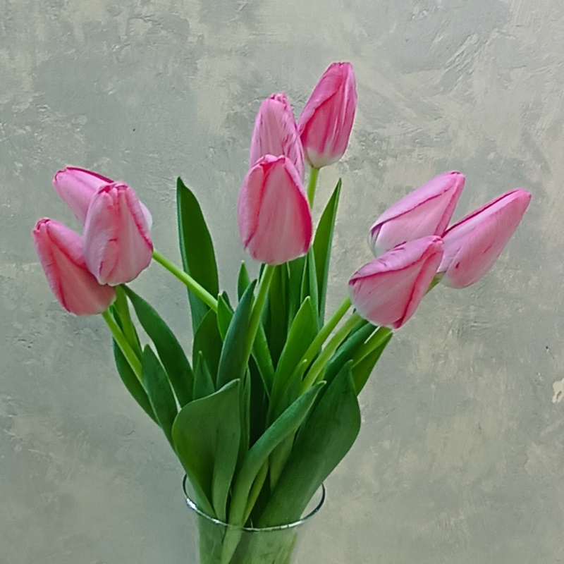 Тюльпаны розовые