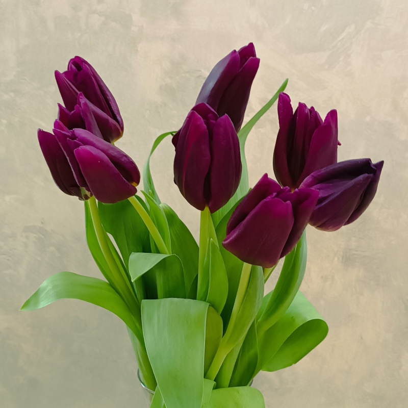 Тюльпаны сиреневые