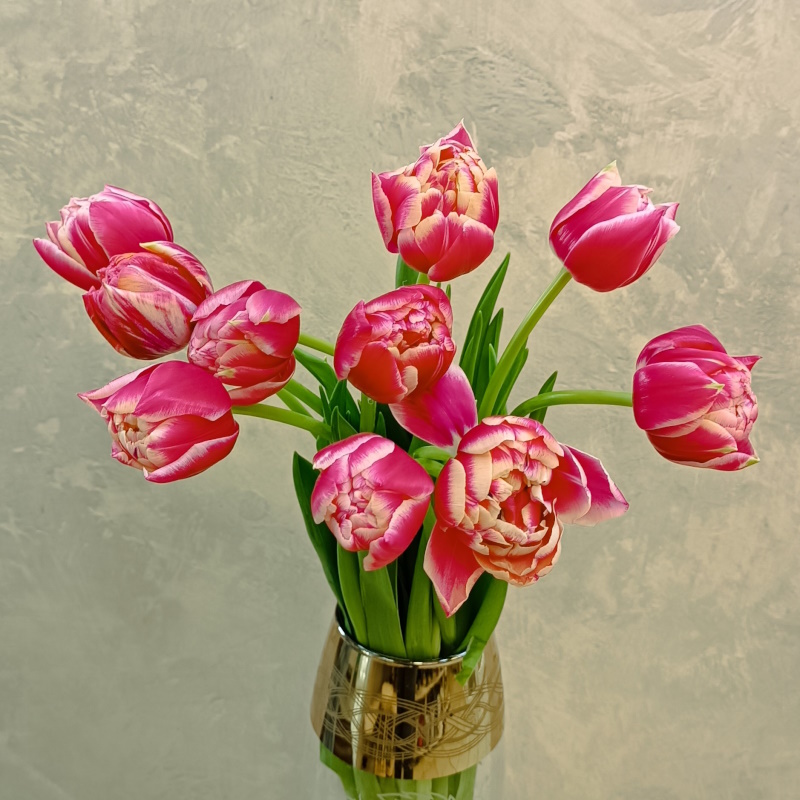 Тюльпаны пионовидные "Колумбус"