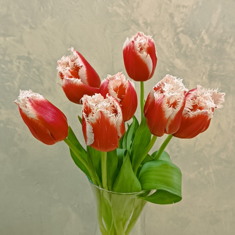 Тюльпаны мохровые красные