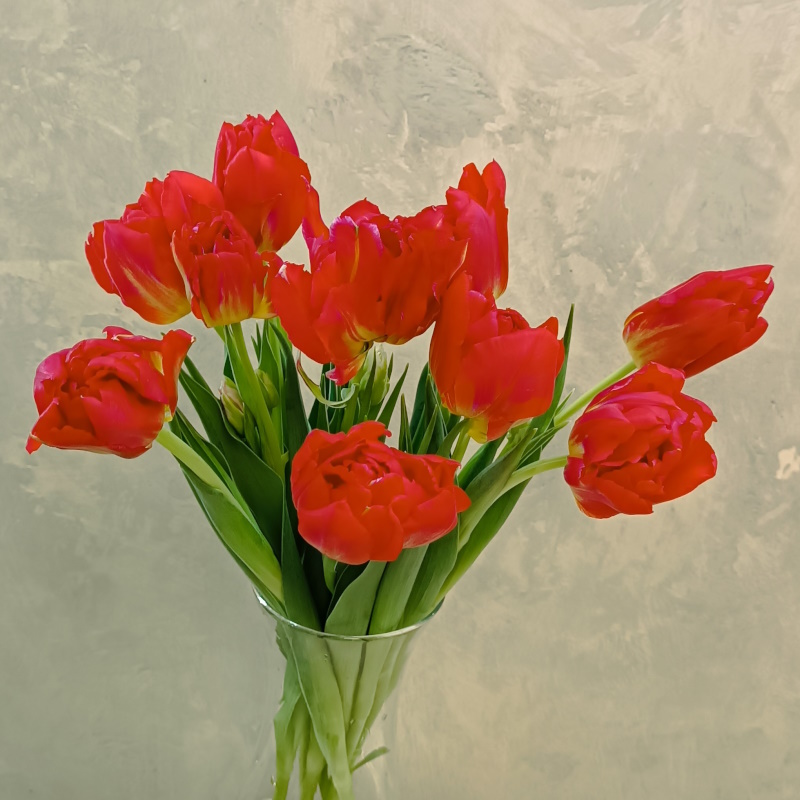 Тюльпаны пионовидные красные