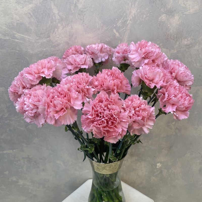 Диантусы розовые